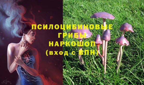 стафф Кропоткин