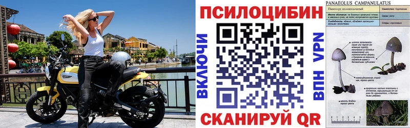 купить   Михайловка  blacksprut онион  Псилоцибиновые грибы MAGIC MUSHROOMS 